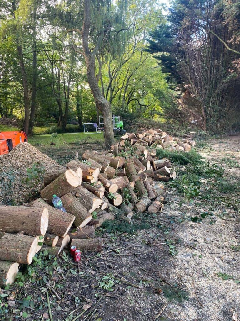 This is a photo of a wood area which is having multiple trees removed. The trees have been cut up into logs and are stacked in a row. Heanor Tree Surgeons