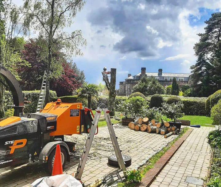 This is a photo of a tree being felled. A tree surgeon is currently removing the last section, the logs are stacked in a pile. Heanor Tree Surgeons